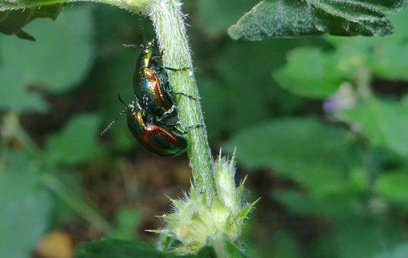 Chrysolina fastuosa, Chrysomelidae